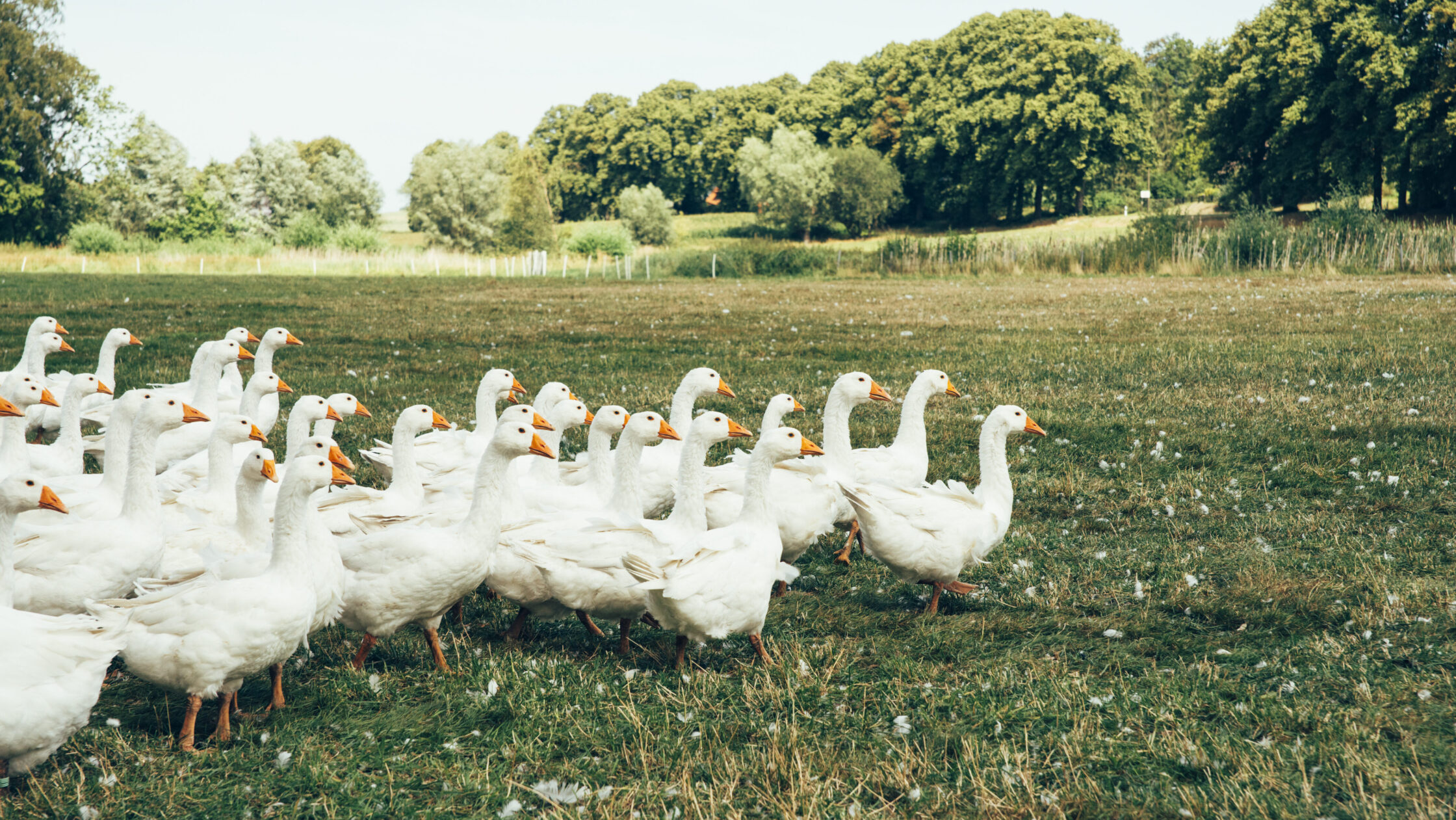 Gänseherde auf einer Weide