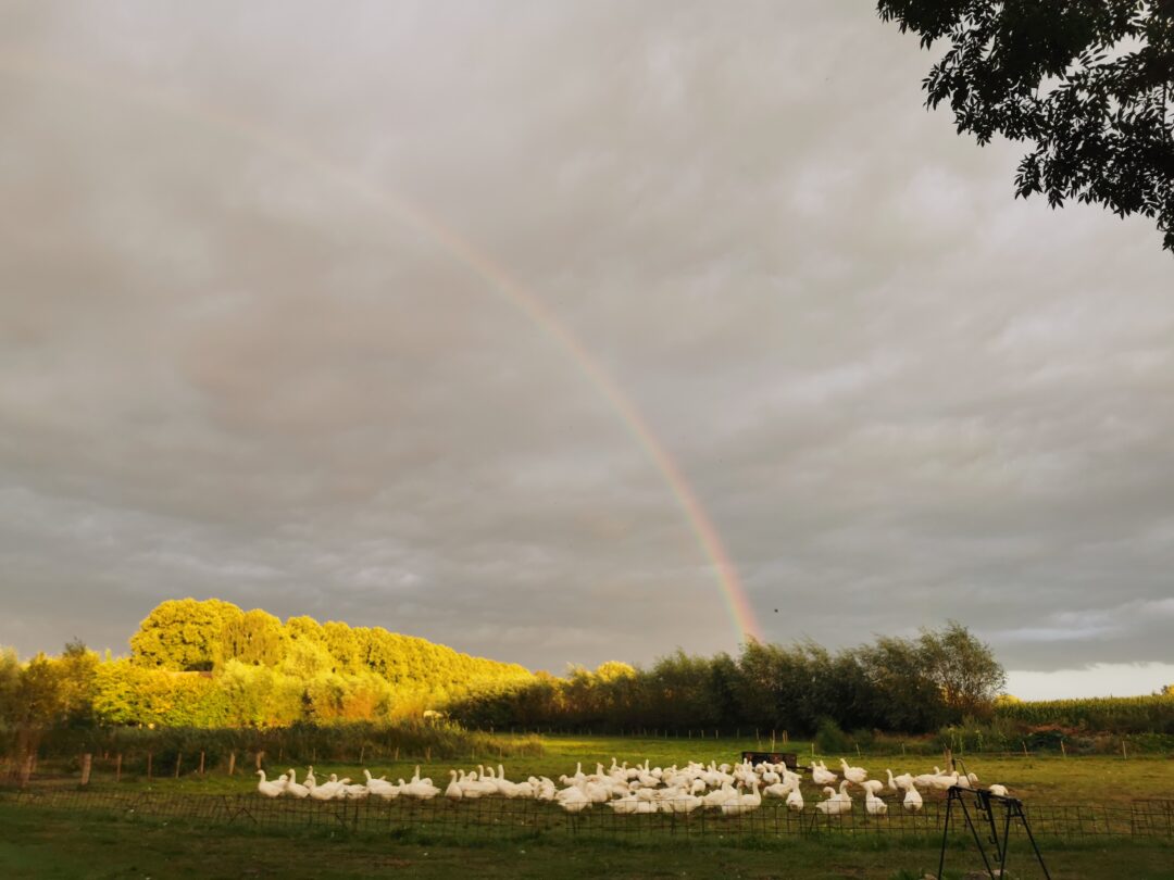 Gänseherde unter einem regenbogen