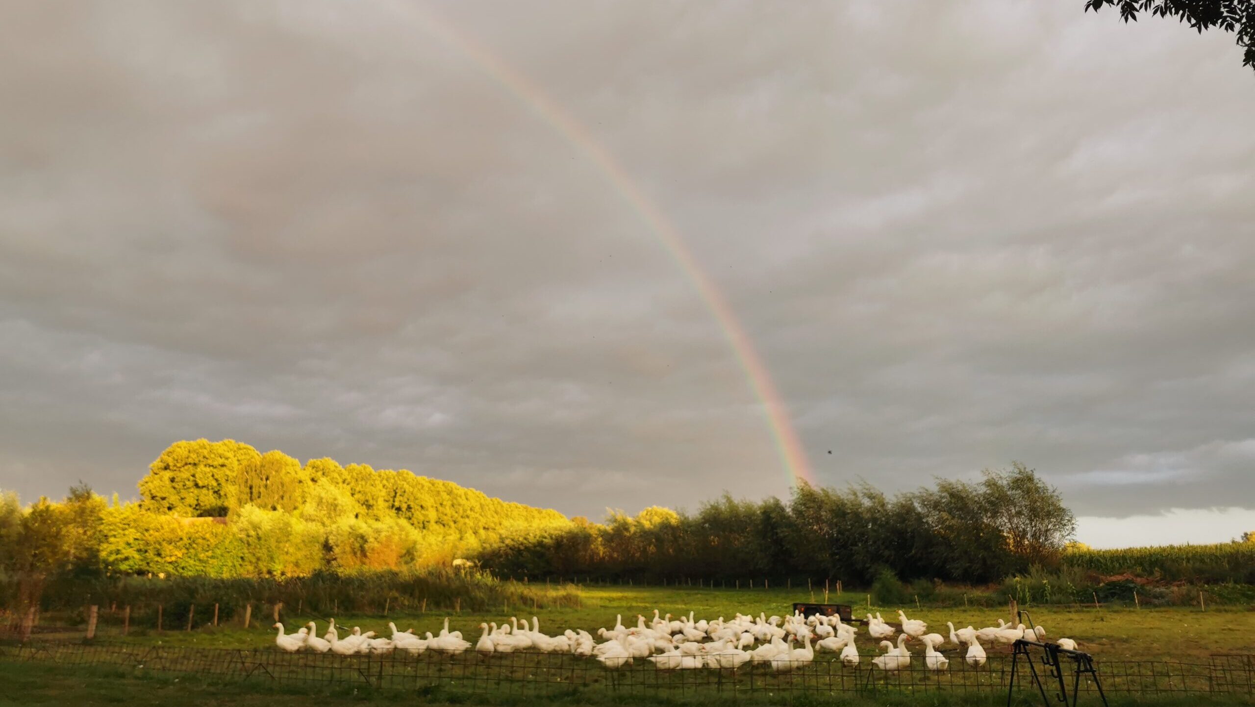 Gänseherde unter einem regenbogen